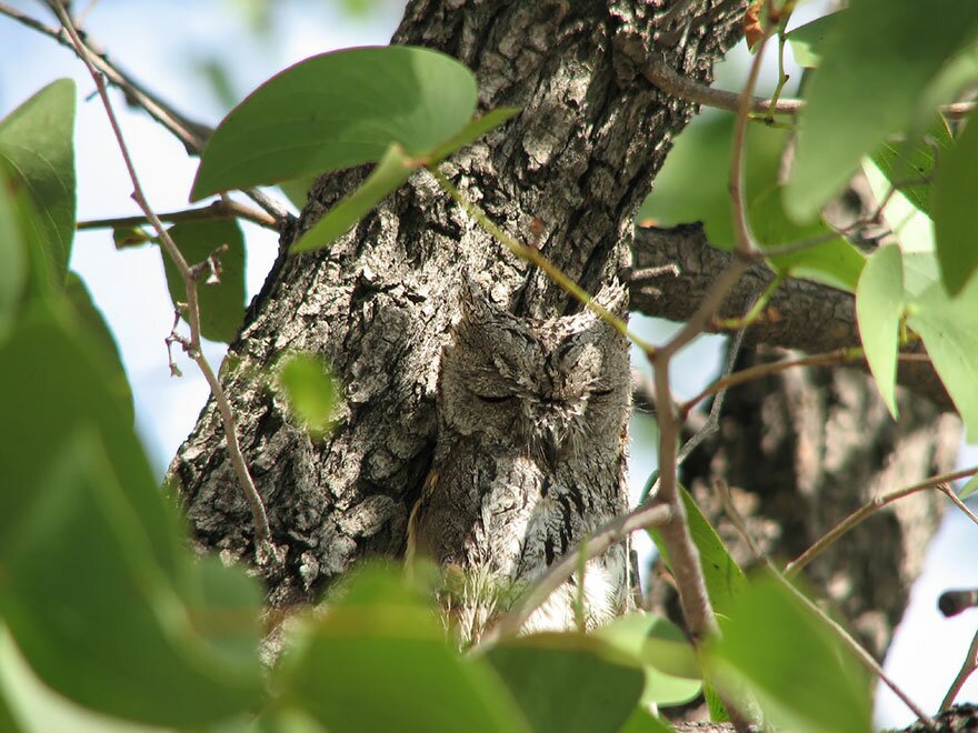 Как прячутся совы - природный камуфляж 