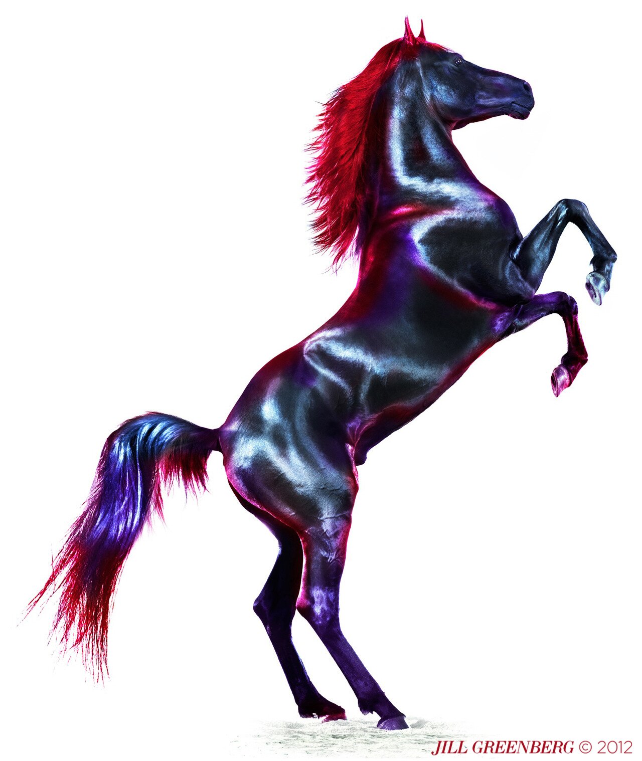 Как зовут лошадку. Джилл Гринберг лошадь. Красят лошадь. Крашеные лошади. Красить коня.