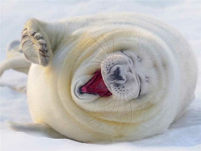 Смеющиеся тюлени отлично поднимают настроение! (15 фото)