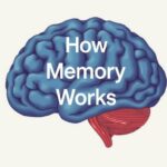 How Memory Works (And Why It Fails): Unlocking the Secrets of Our Mind’s Most Mysterious Function