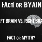 Left Brain vs. Right Brain: Fact or Myth?